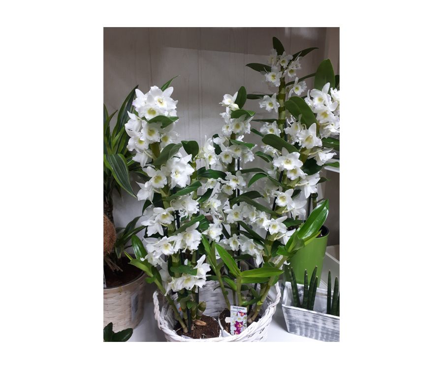 Orquídeas Orquídeas