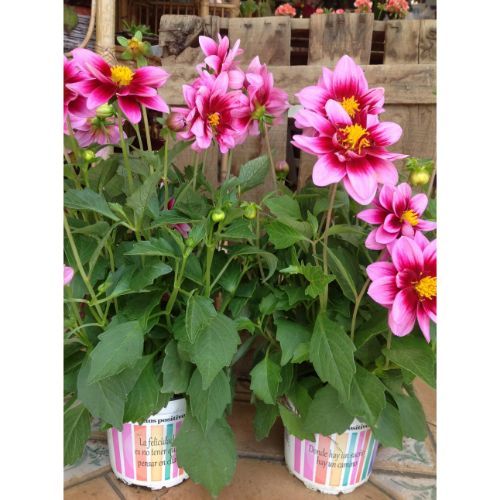 Dalias Dalias