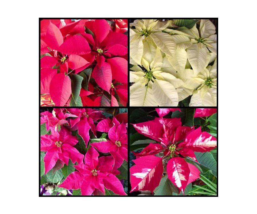 Flores de Pascua en varios colores Flores de Pascua en varios colores