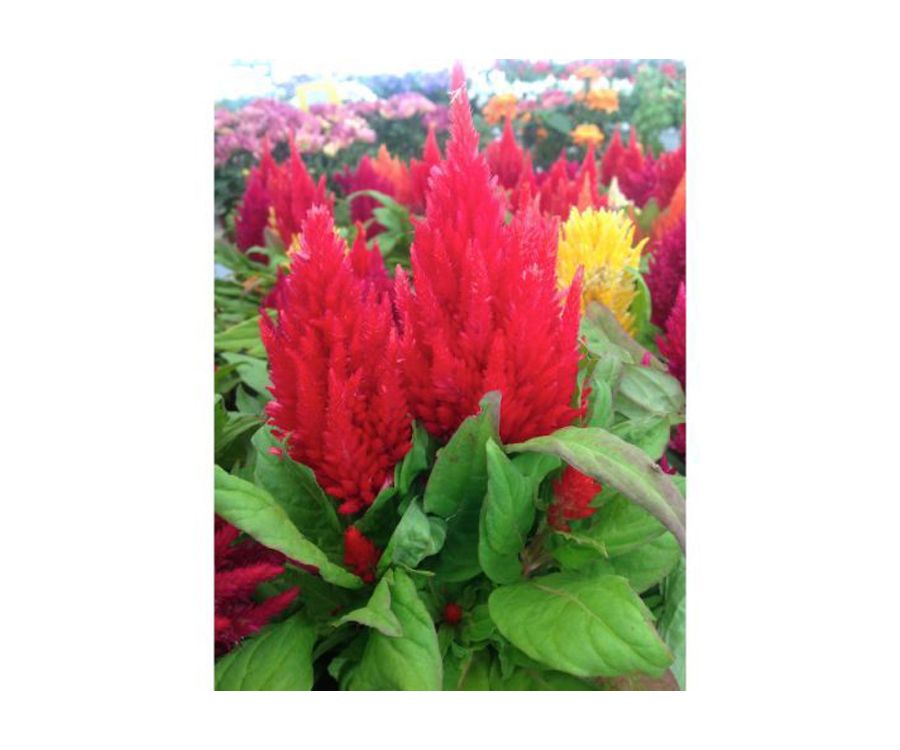 Celosia Celosia
