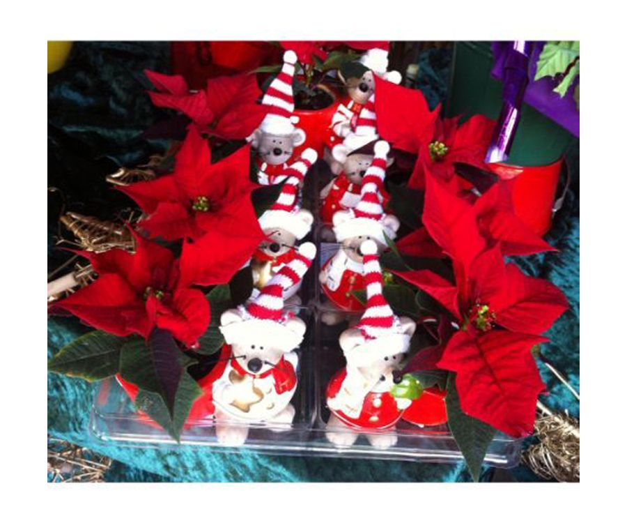 Detalles para estas Fiestas: Catálogo de Flores Maranta Detalles para estas Fiestas: Catálogo de Flores Maranta