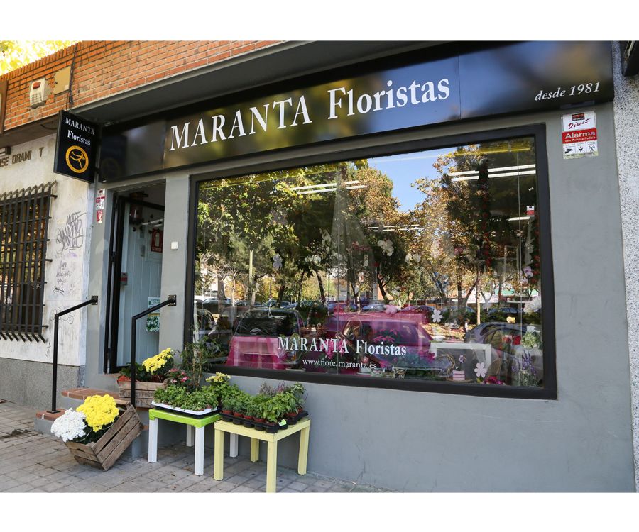 Visita nuestra tienda de manera Virtual: Catálogo de Flores Maranta Visita nuestra tienda de manera Virtual: Catálogo de Flores Maranta