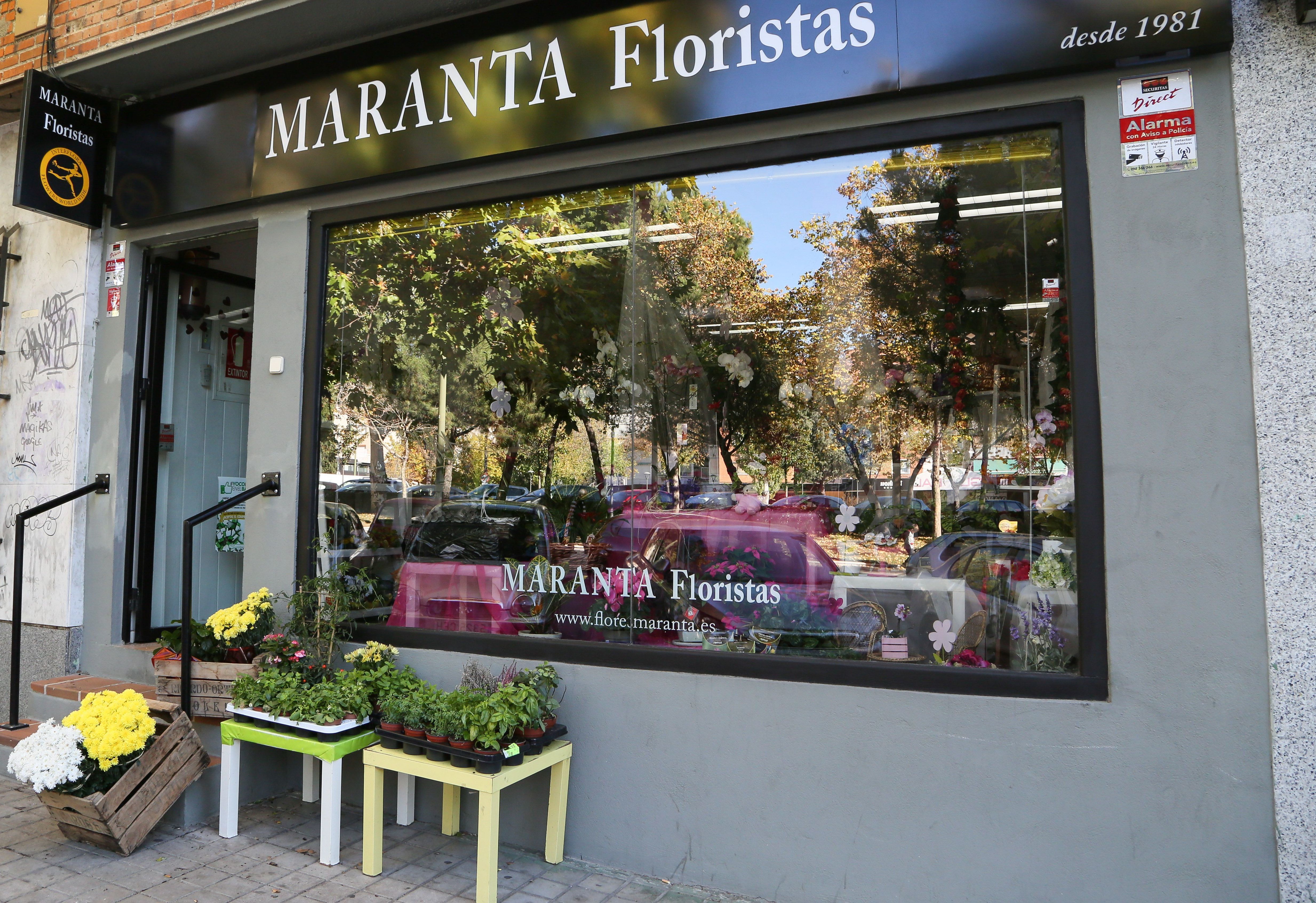Visita nuestra tienda de manera Virtual: Catálogo de Flores Maranta Visita nuestra tienda de manera Virtual: Catálogo de Flores Maranta