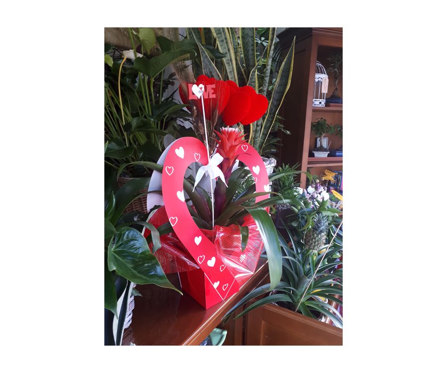 Complementos: Catálogo de Flores Maranta Complementos: Catálogo de Flores Maranta