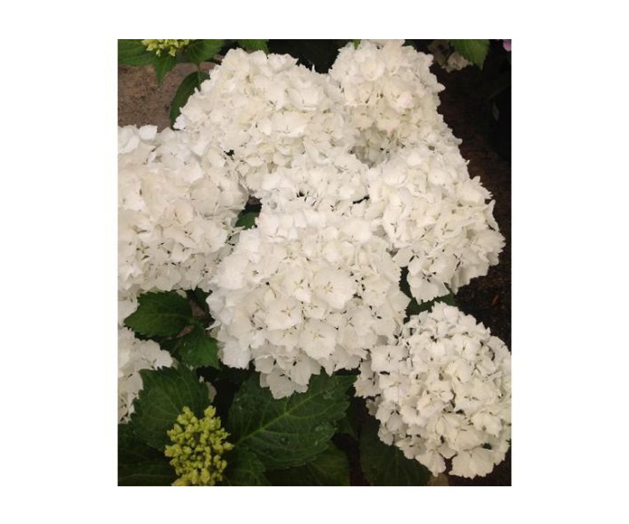 Hortensia blanca Hortensia blanca