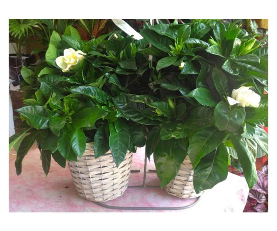 Gardenias Gardenias