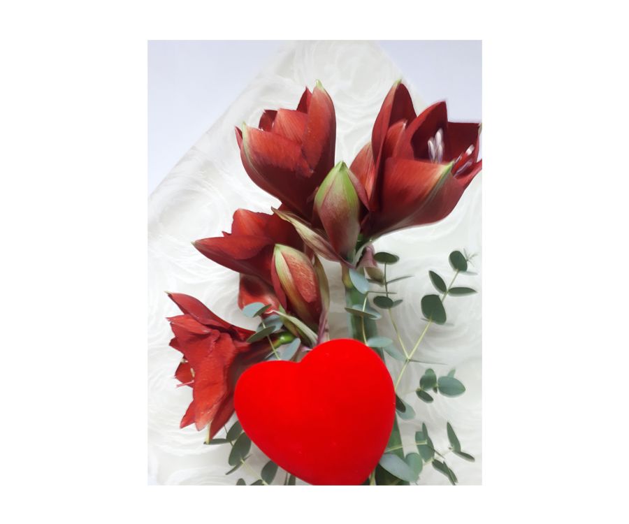 San Valentín, día de la madre: Catálogo de Flores Maranta San Valentín, día de la madre: Catálogo de Flores Maranta