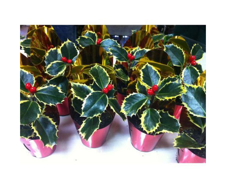 Detalles para estas Fiestas: Catálogo de Flores Maranta Detalles para estas Fiestas: Catálogo de Flores Maranta