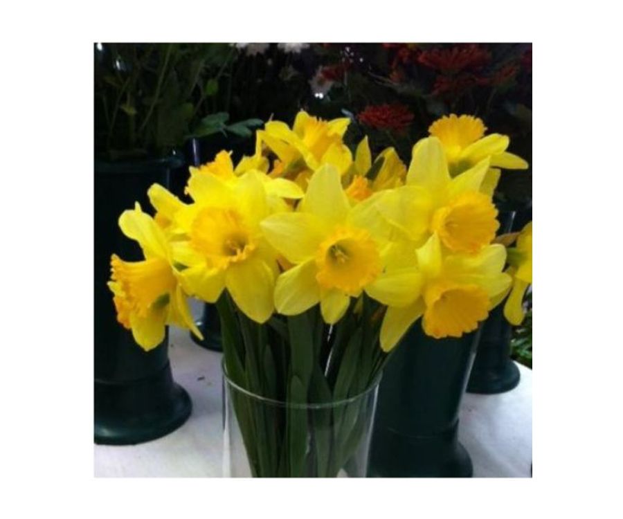 Narcisos. Flor de temporada Narcisos. Flor de temporada