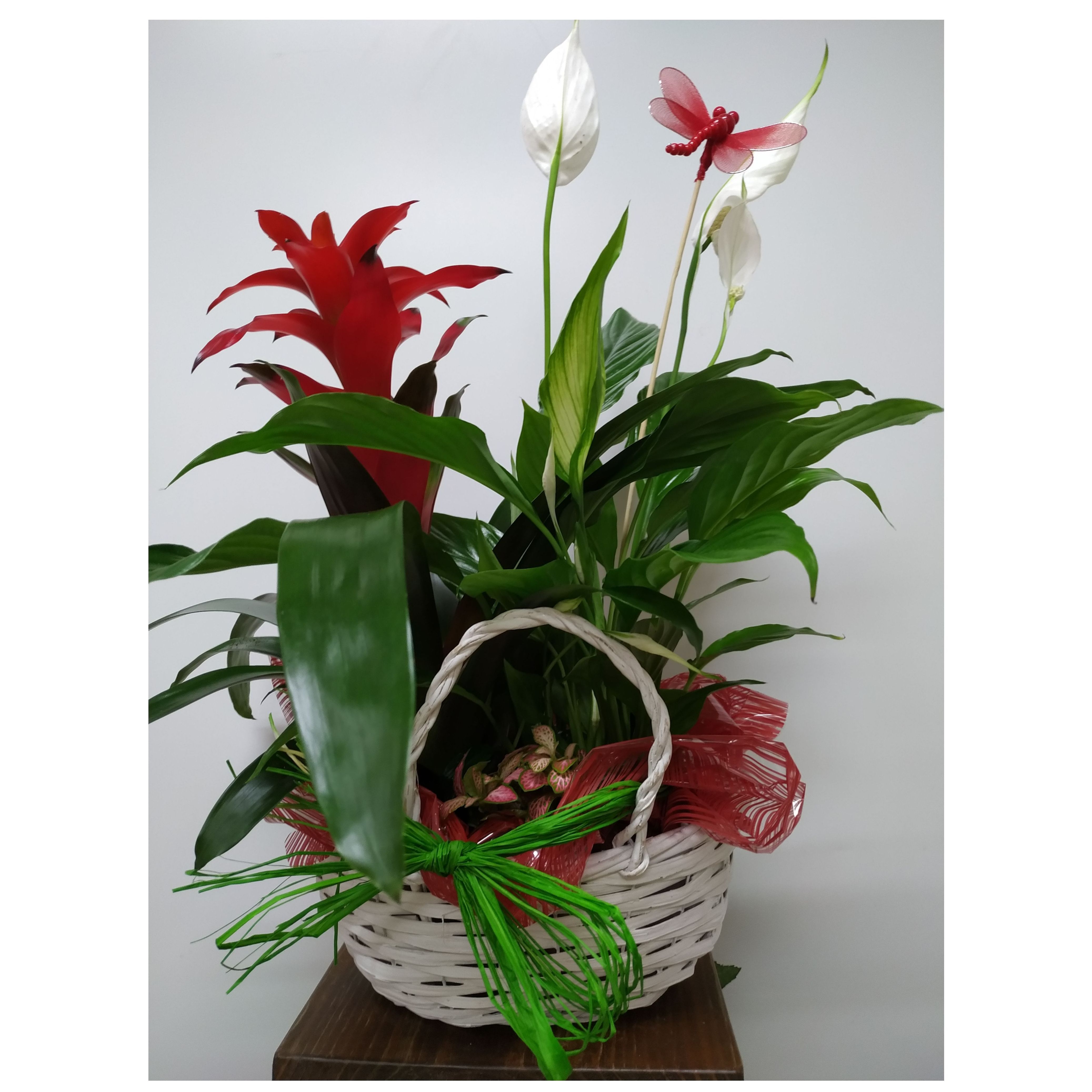 Arreglos de plantas: Catálogo de Flores Maranta Arreglos de plantas: Catálogo de Flores Maranta