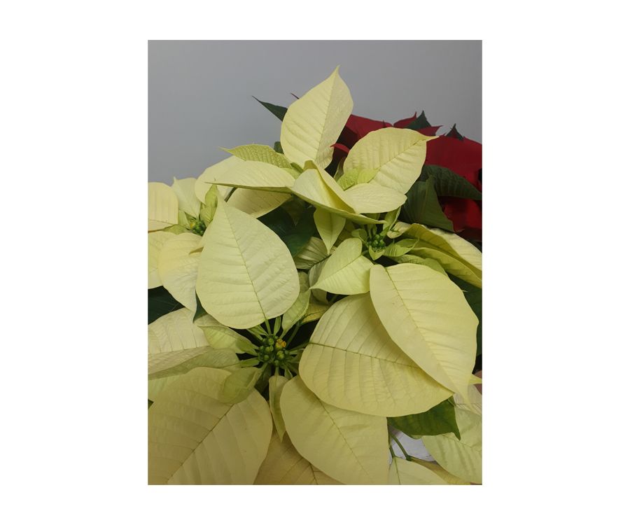 Flores de Pascua Flores de Pascua