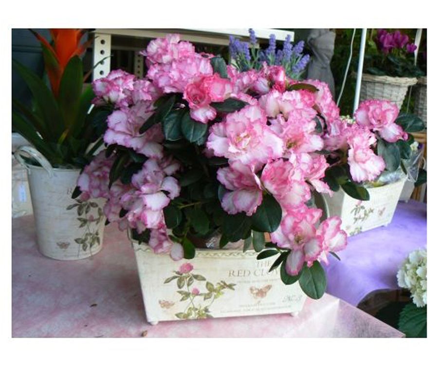 Azaleas Azaleas
