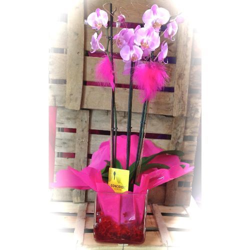 Orquidea Orquidea
