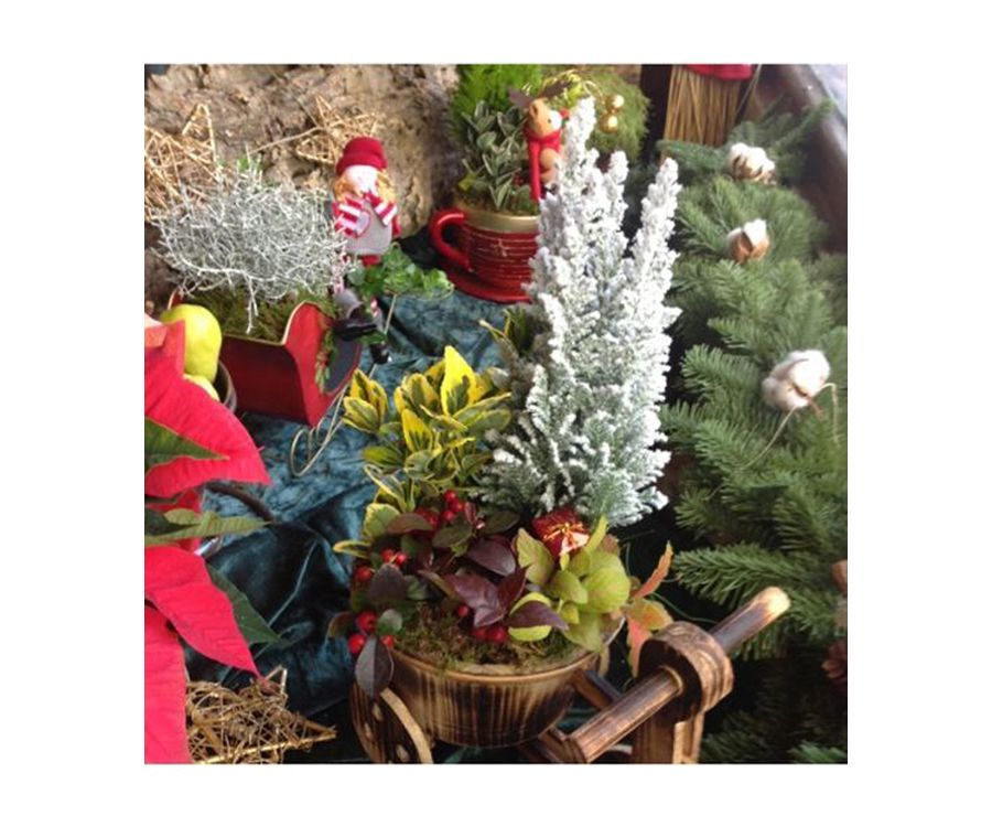 Detalles para estas Fiestas: Catálogo de Flores Maranta Detalles para estas Fiestas: Catálogo de Flores Maranta
