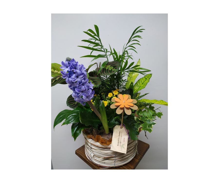 Arreglos de plantas: Catálogo de Flores Maranta Arreglos de plantas: Catálogo de Flores Maranta
