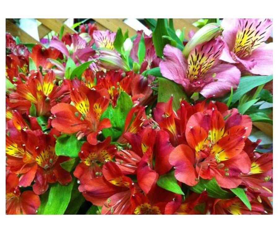 La alstroemeria puedes encontrarla en diferentes colores La alstroemeria puedes encontrarla en diferentes colores