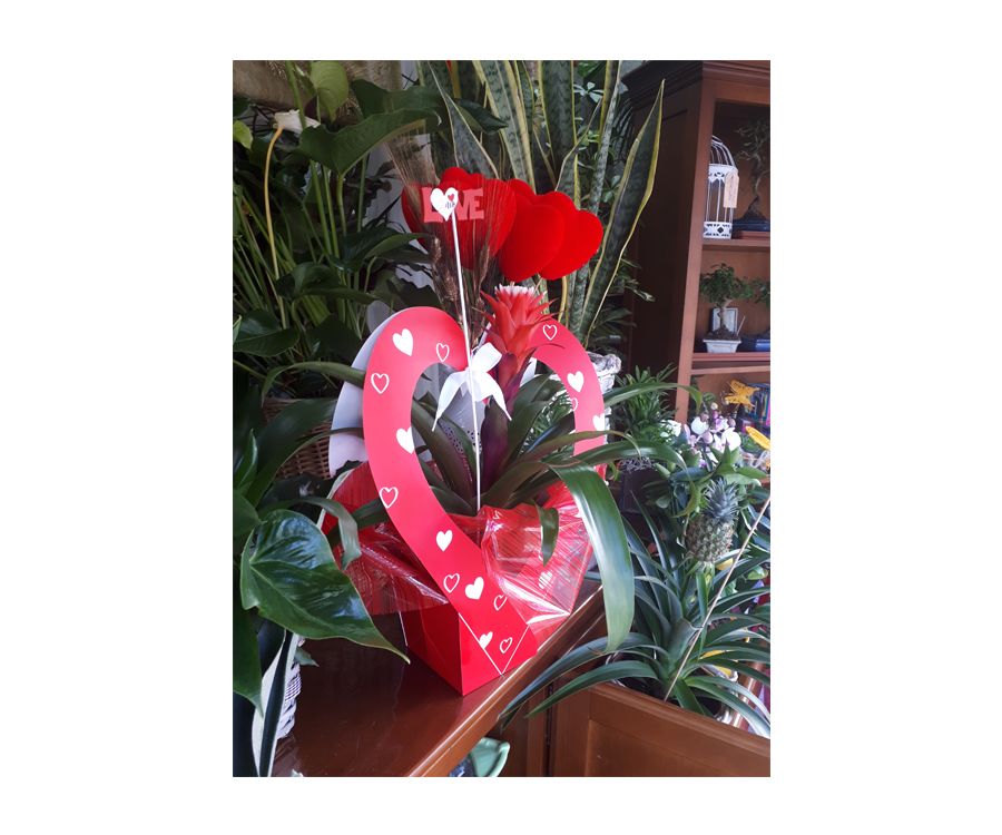 San Valentín, día de la madre: Catálogo de Flores Maranta San Valentín, día de la madre: Catálogo de Flores Maranta