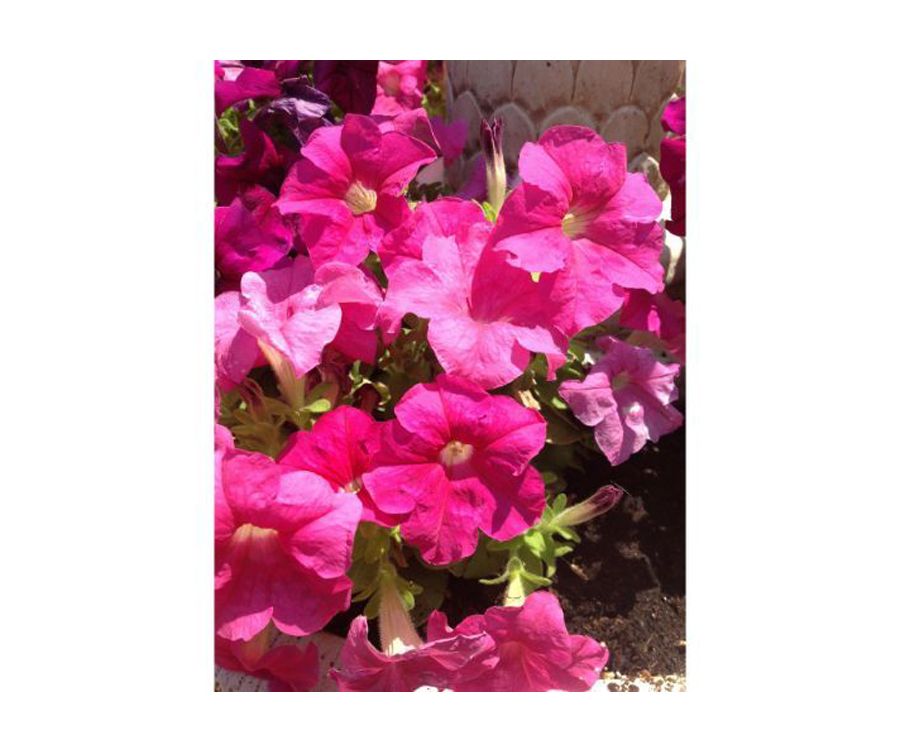 Petunias: Catálogo de Flores Maranta Petunias: Catálogo de Flores Maranta