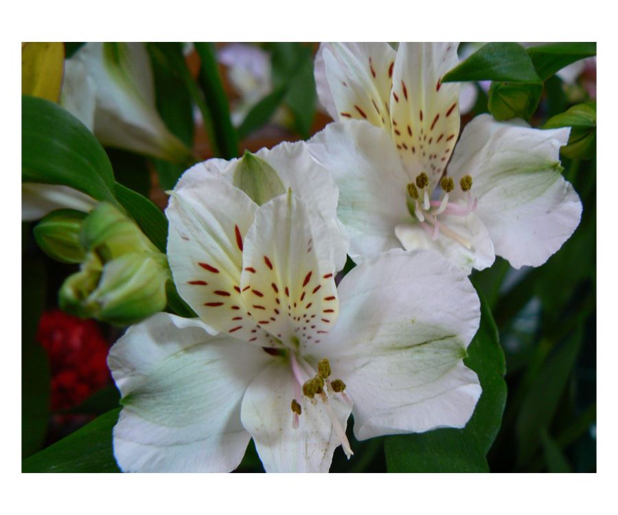 Alstroemeria blanca Alstroemeria blanca