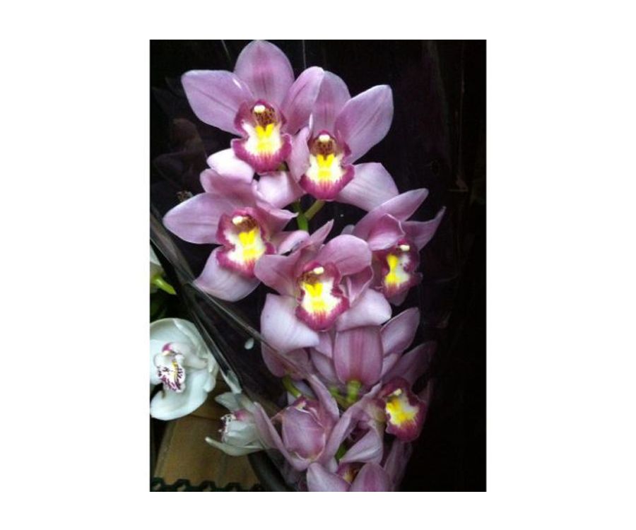 Orquídeas: Catálogo de Flores Maranta Orquídeas: Catálogo de Flores Maranta