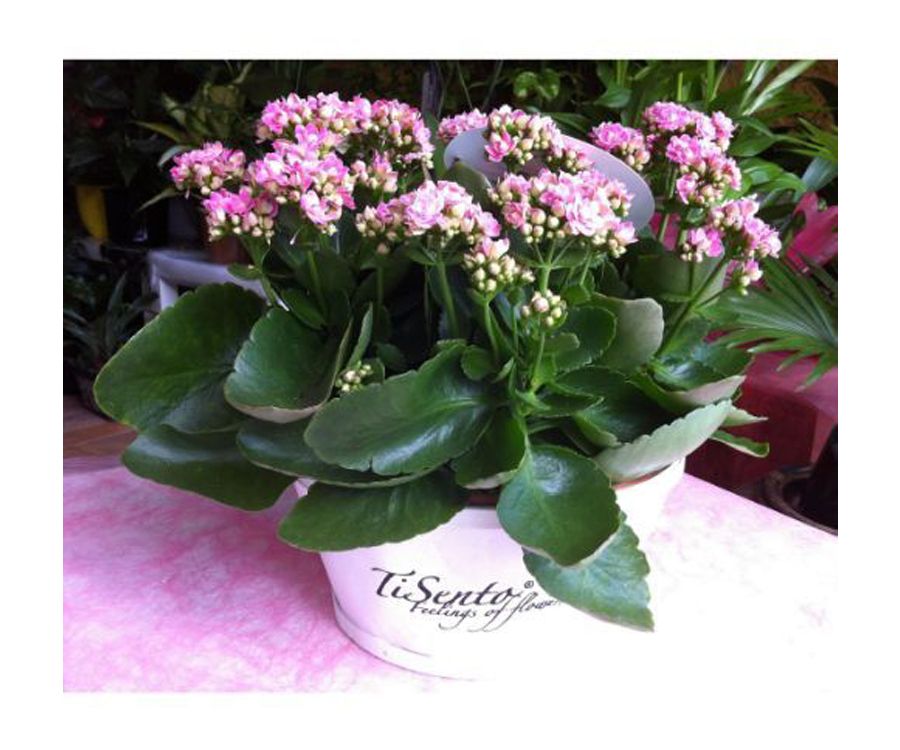 Cesto de Kalanchoes Cesto de Kalanchoes