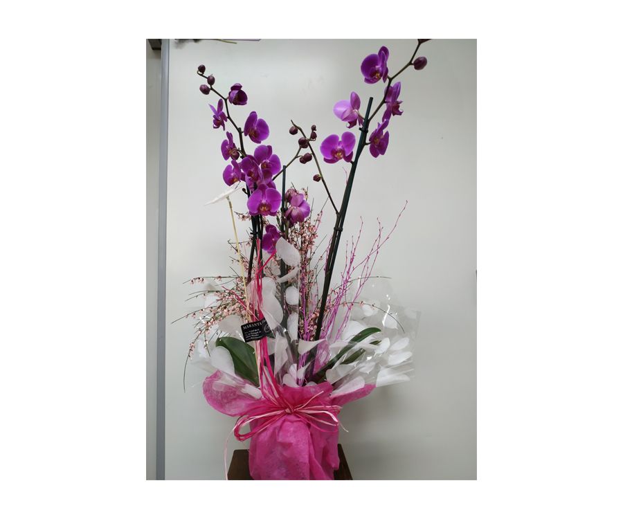Orquídea Orquídea