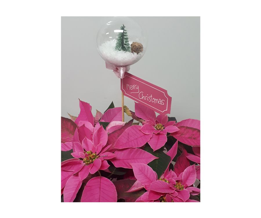 Flor pascua rosa Flor pascua rosa