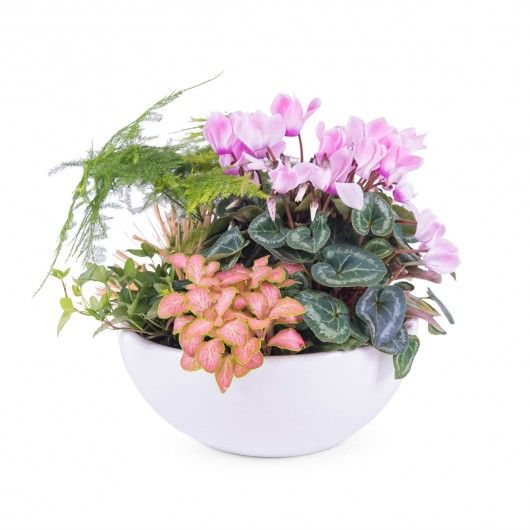 Centros de plantas: Catálogo de Floristería Iris Centros de plantas: Catálogo de Floristería Iris