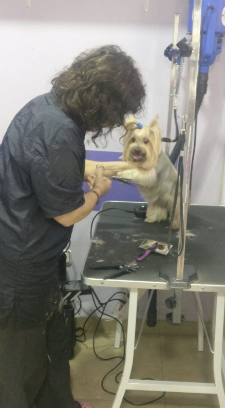 Peluquería canina y felina: Nuestros servicios de Darlings Peluquería canina y felina: Nuestros servicios de Darlings