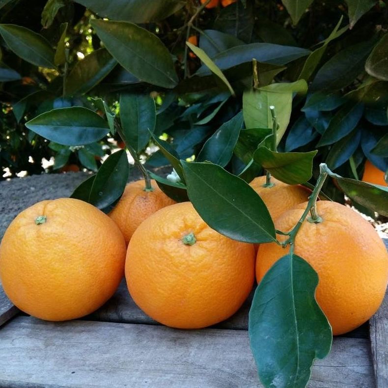 Naranjas a domicilio Gerona