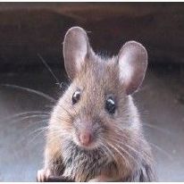 Eliminar ratas en Madrid 
