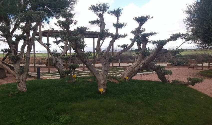 Árboles y plantas: Productos y servicios de Marga Garden Árboles y plantas: Productos y servicios de Marga Garden