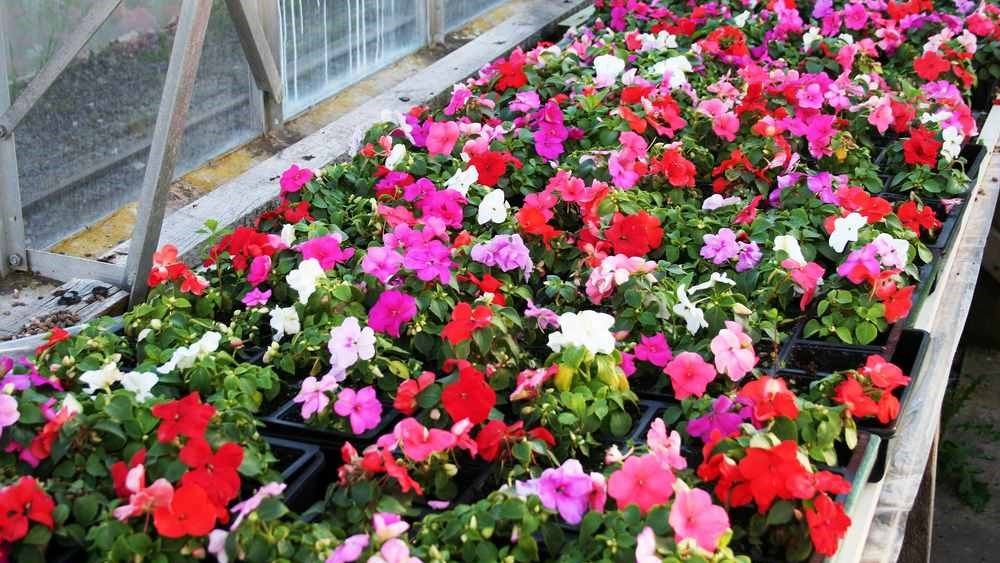 Jardinería: Productos y servicios de Marga Garden Jardinería: Productos y servicios de Marga Garden