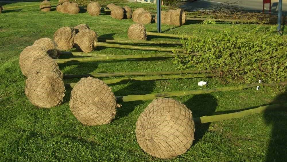 Mantenimiento de jardines: Productos y servicios de Marga Garden Mantenimiento de jardines: Productos y servicios de Marga Garden