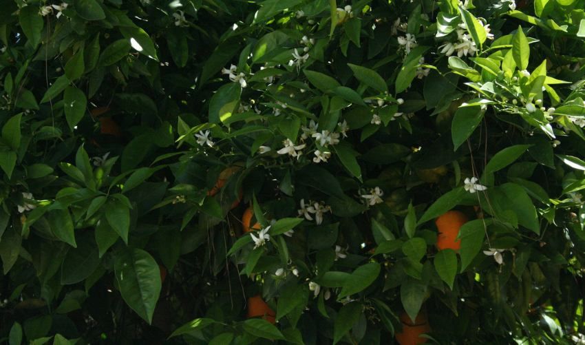 Árboles y plantas: Productos y servicios de Marga Garden Árboles y plantas: Productos y servicios de Marga Garden