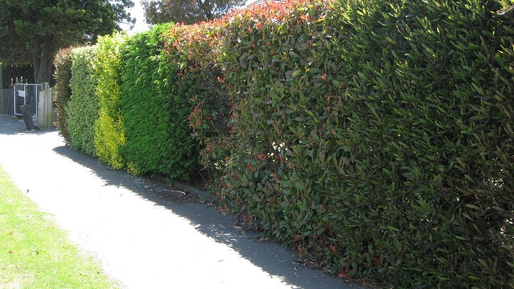 Jardinería: Productos y servicios de Marga Garden Jardinería: Productos y servicios de Marga Garden