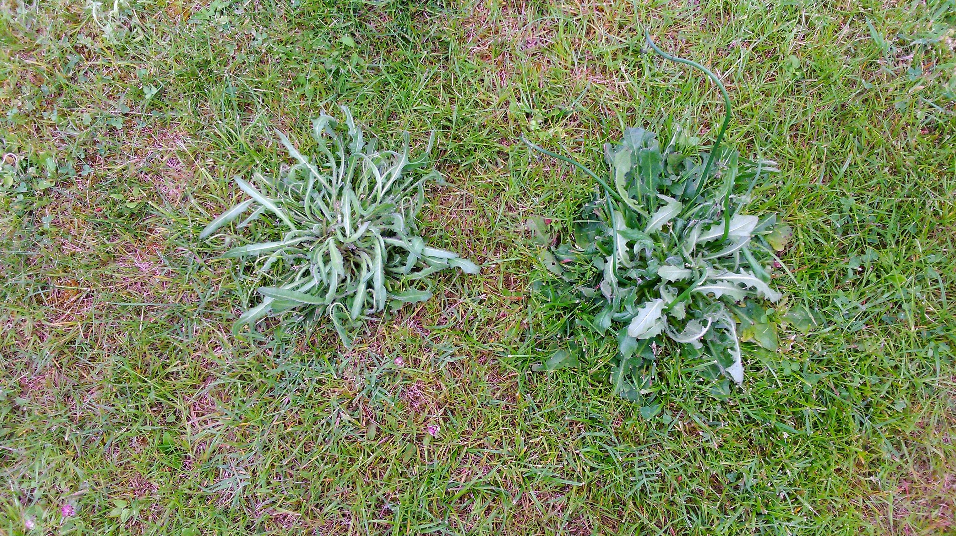 Malas hierbas fumigadas. Malas hierbas fumigadas.