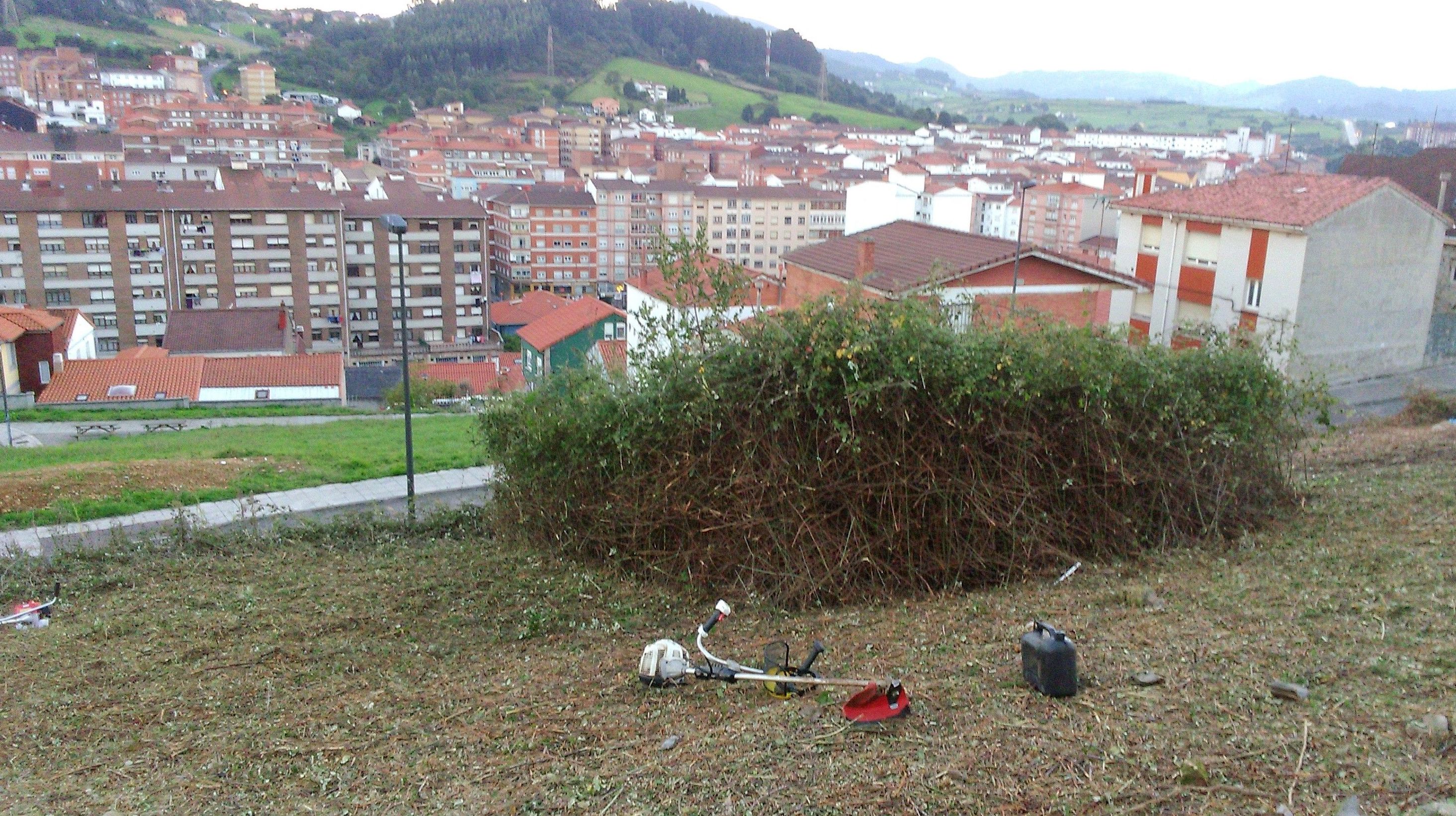 Desbroce de zarzas. Desbroce de zarzas.