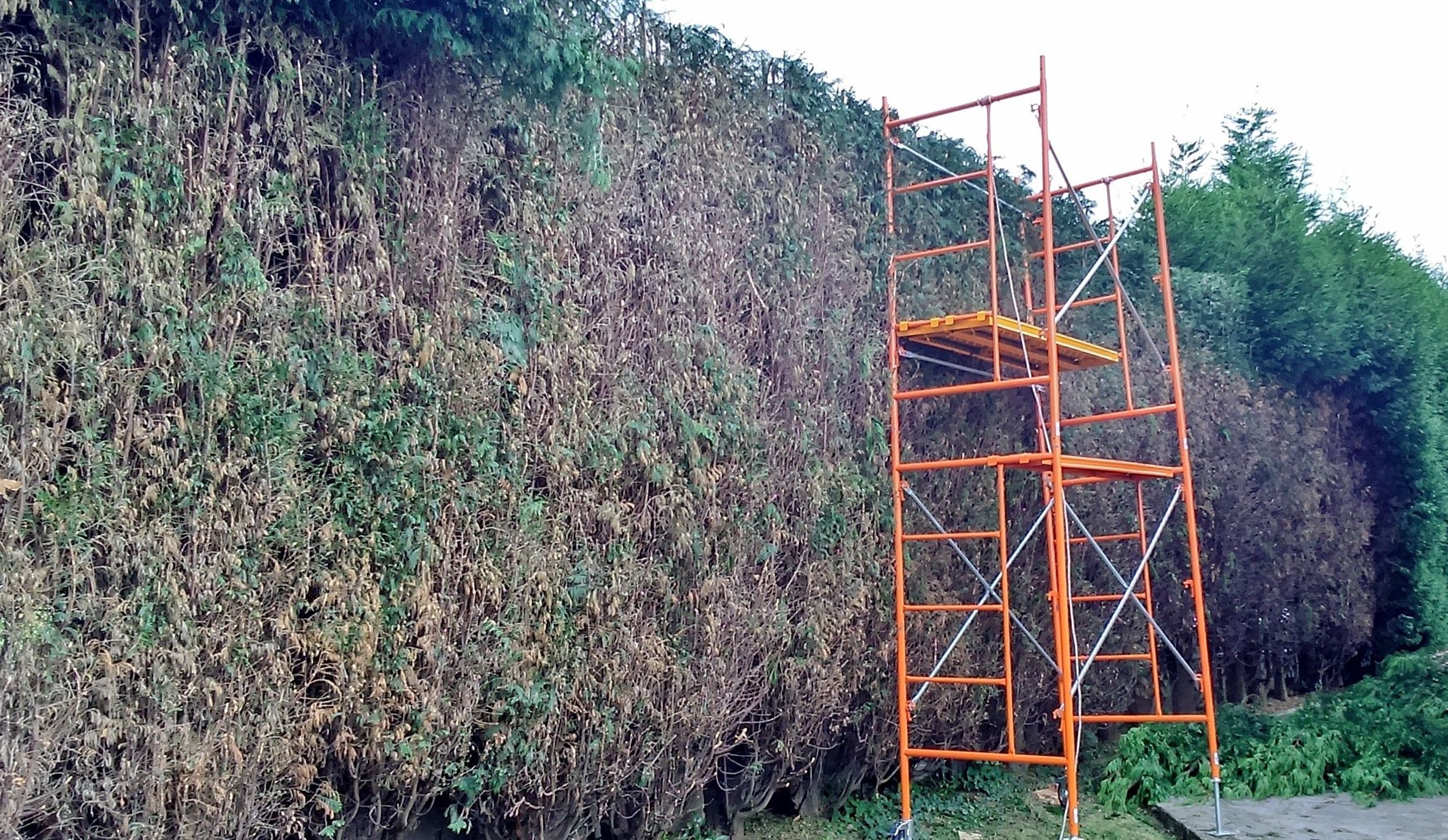 Poda de setos: Servicios de Jardinería 3,14 Poda de setos: Servicios de Jardinería 3,14