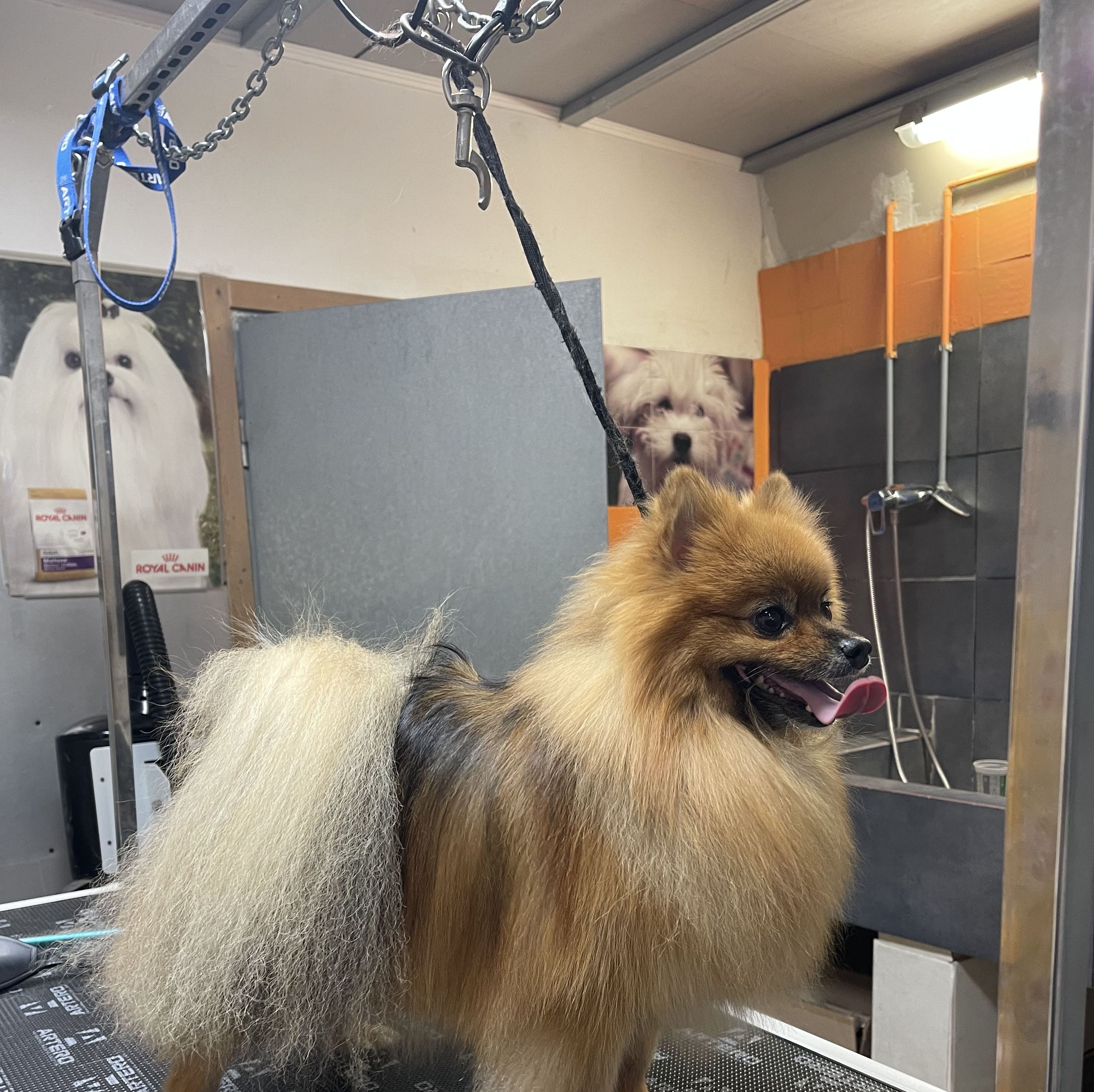 Pomerania en la peluquería canina Lovedogs®️