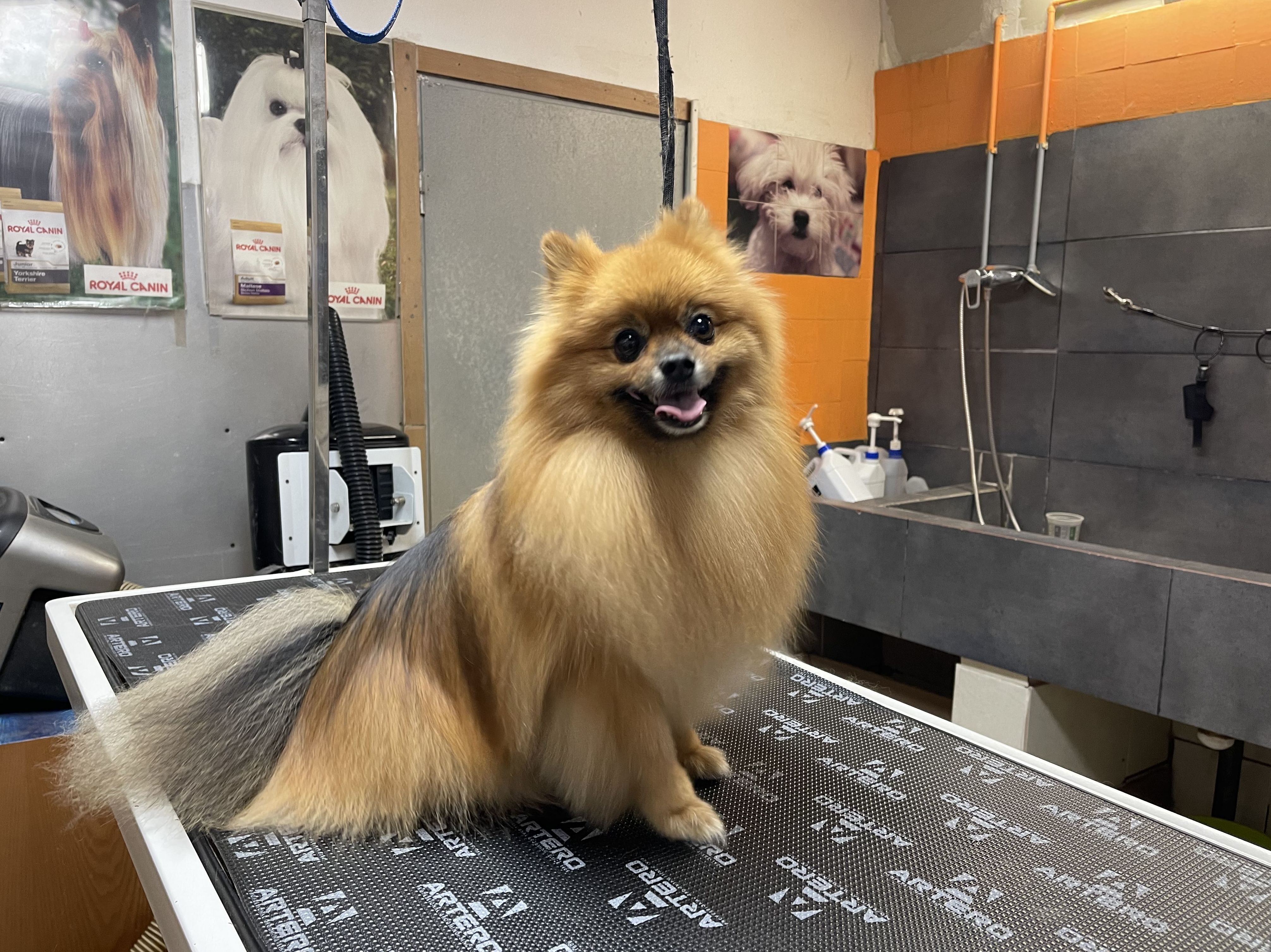 Pomerania en la peluquería canina de LOVEDOGS®️ 