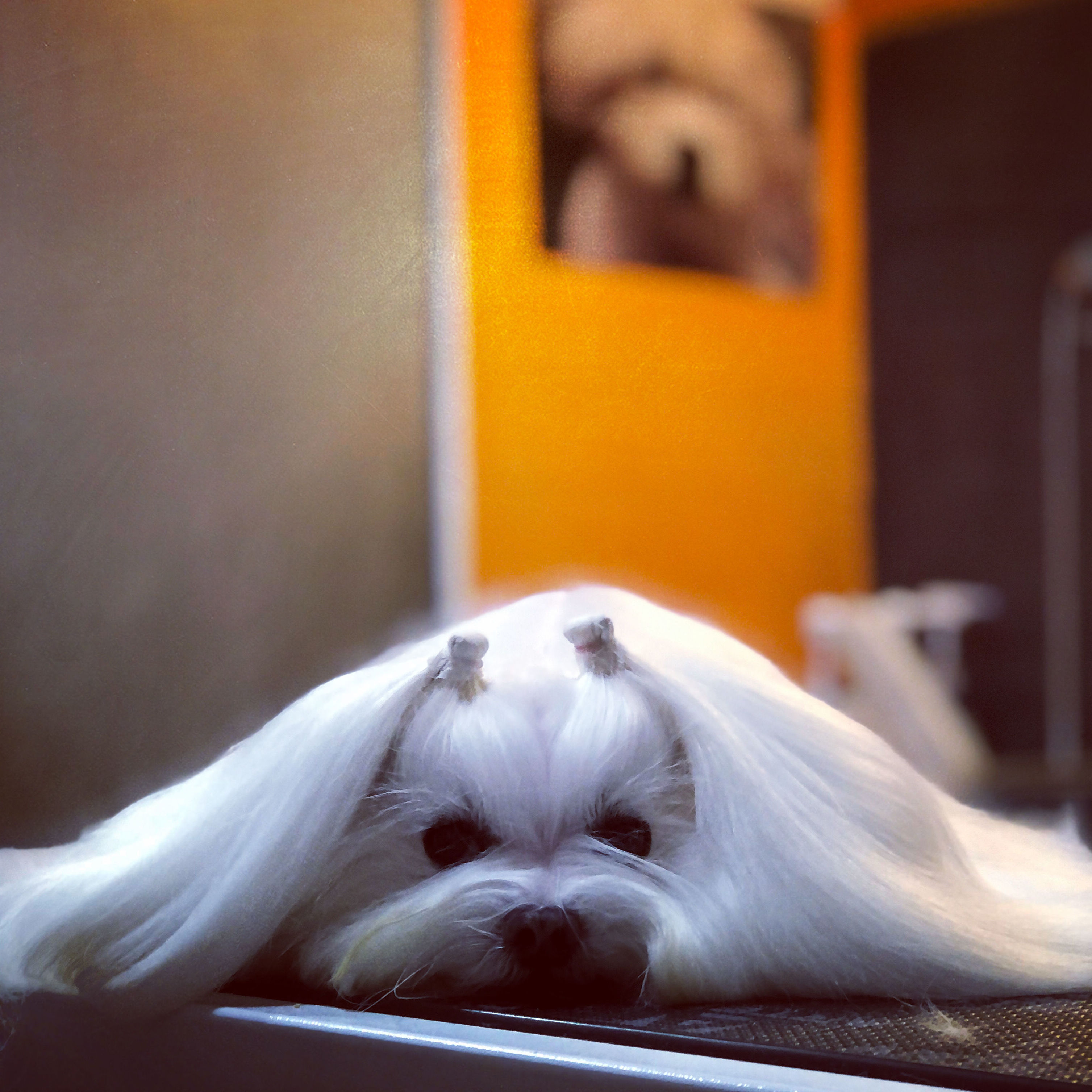 Peluquería Canina BIchon Maltés Peluquería Canina BIchon Maltés