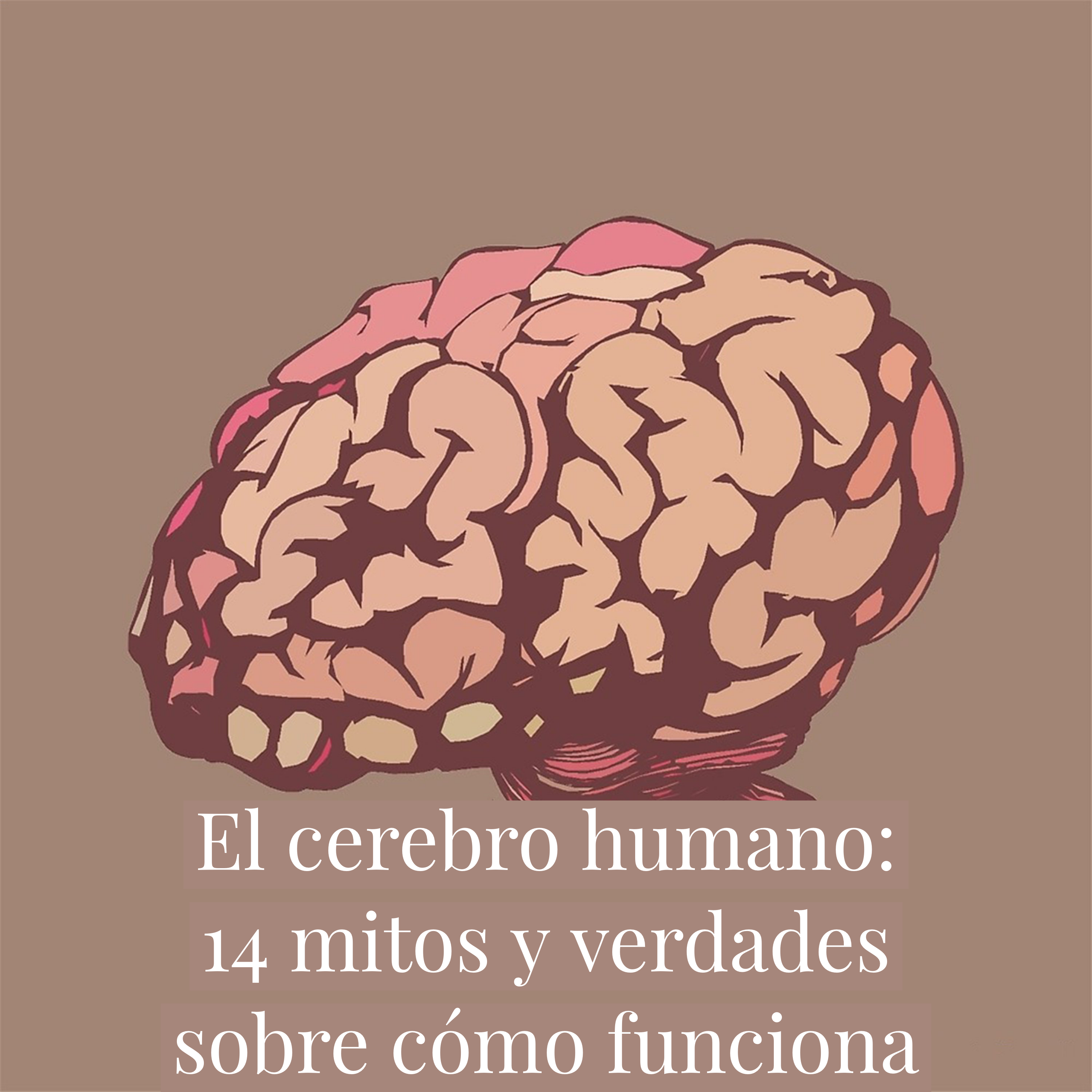 Cerebro humano }}