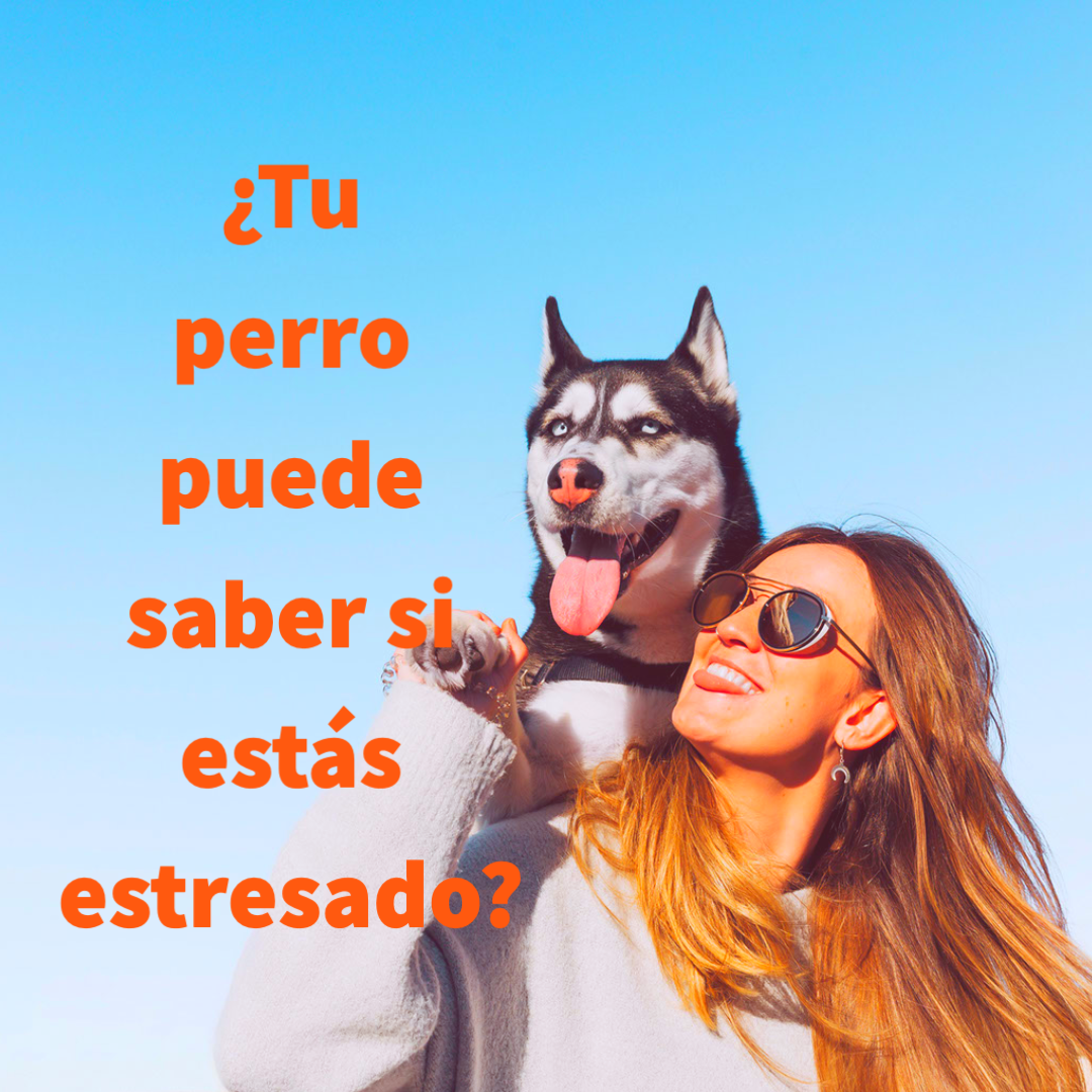 Perros y estrés