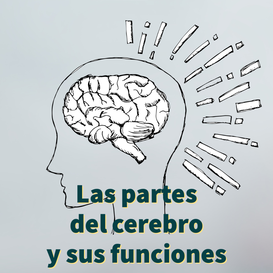 Partes del cerebro y funciones