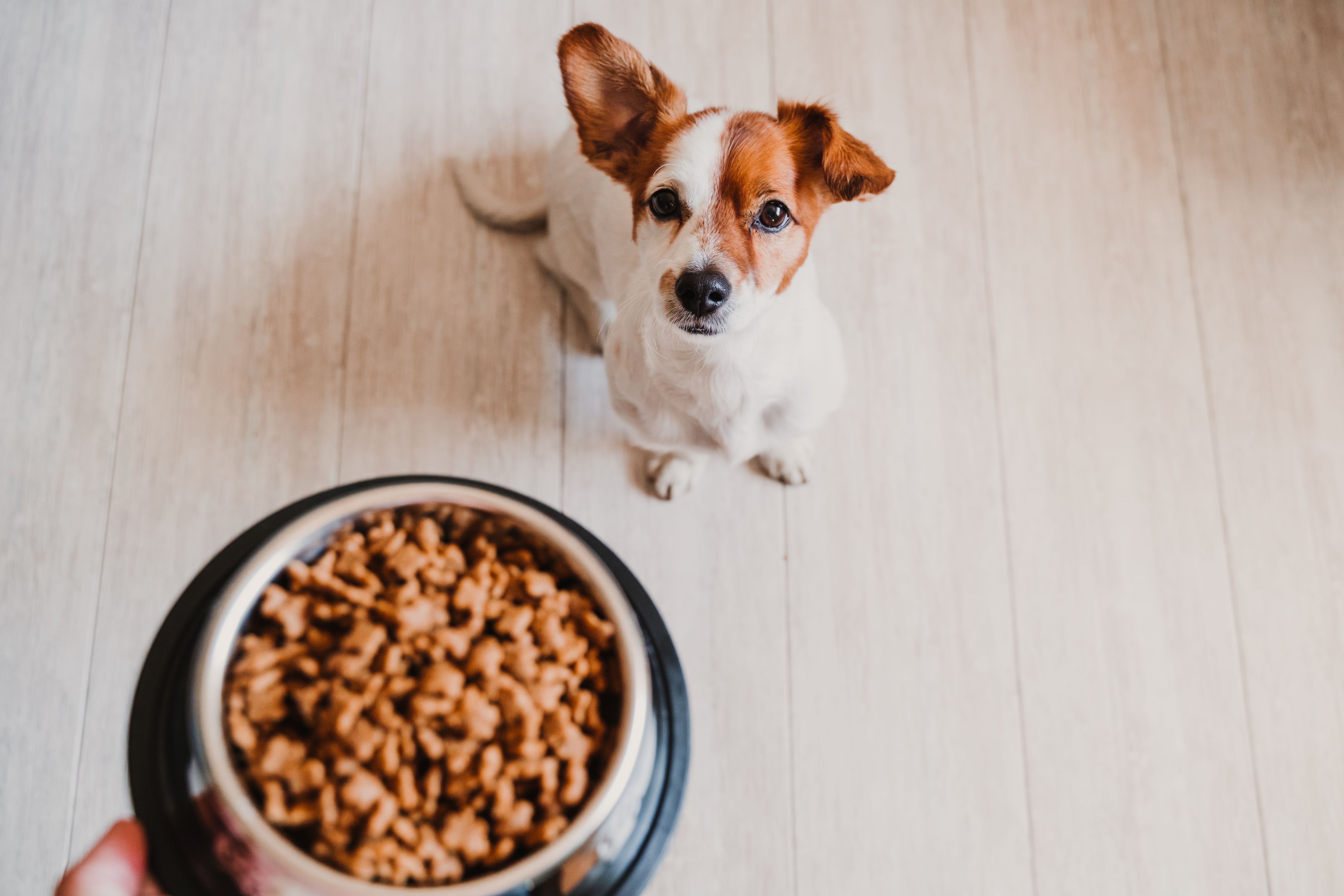 Alimentos para animales: Servicios de Distribuciones Garcilleja Alimentos para animales: Servicios de Distribuciones Garcilleja