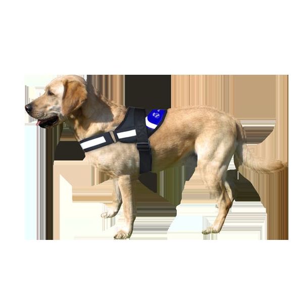 Accesorios para mascotas: Servicios de Distribuciones Garcilleja Accesorios para mascotas: Servicios de Distribuciones Garcilleja