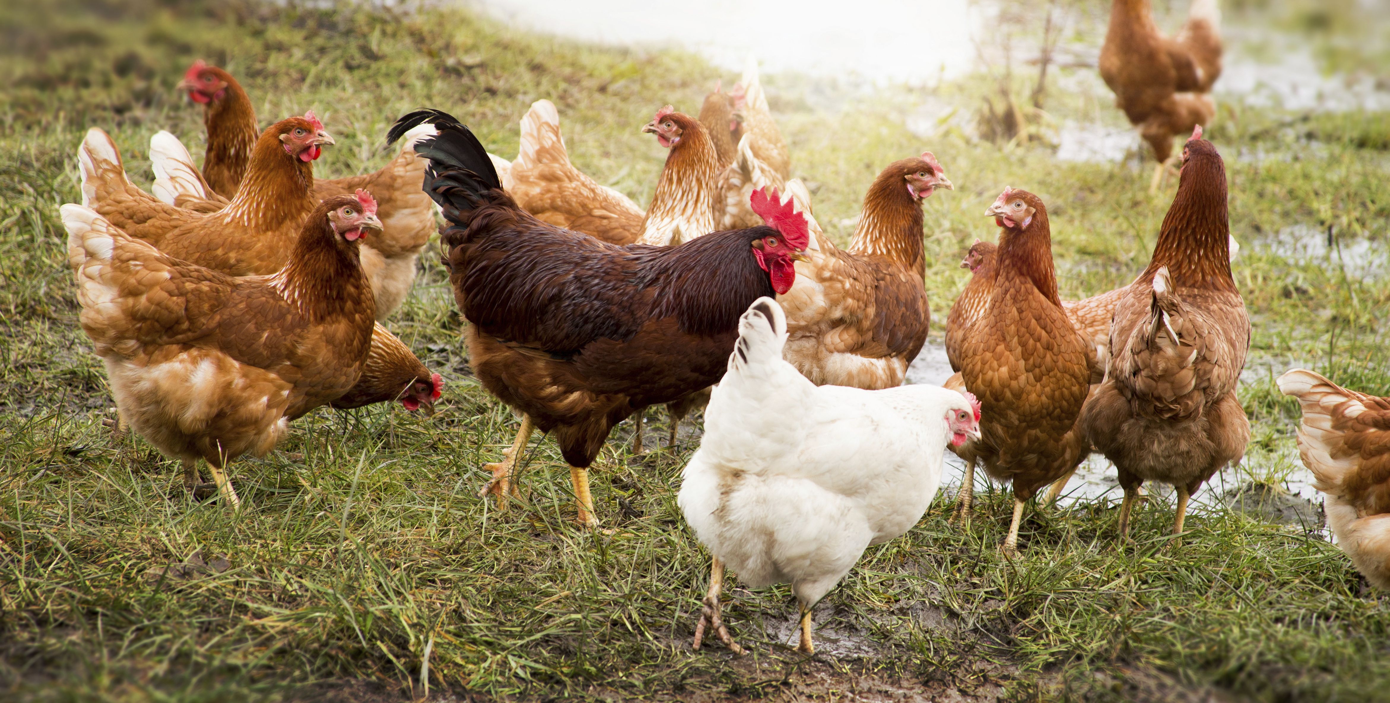 Productos de granja y ganadería: Servicios de Distribuciones Garcilleja Productos de granja y ganadería: Servicios de Distribuciones Garcilleja