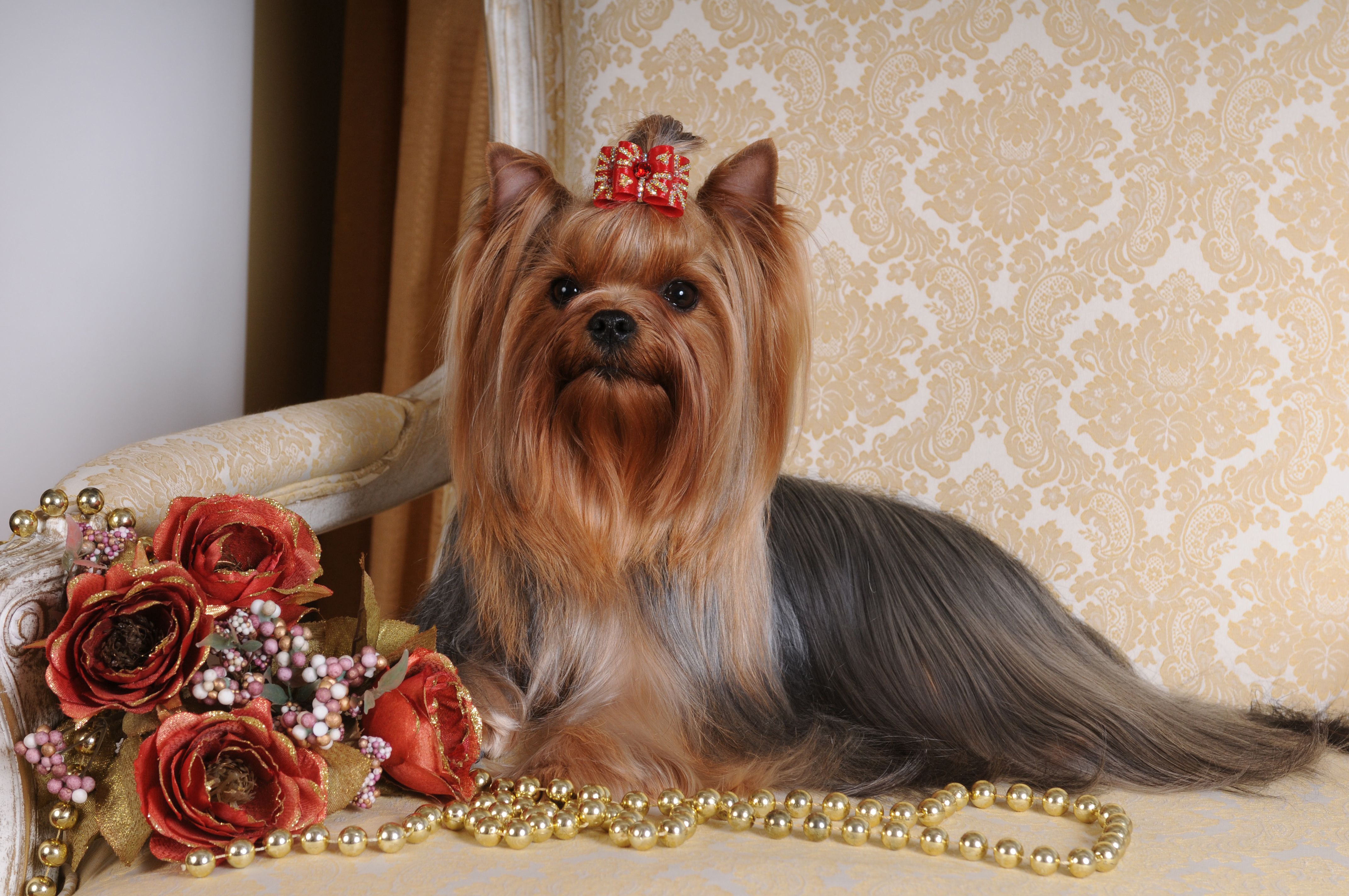 Peluquería canina: Servicios de Distribuciones Garcilleja Peluquería canina: Servicios de Distribuciones Garcilleja