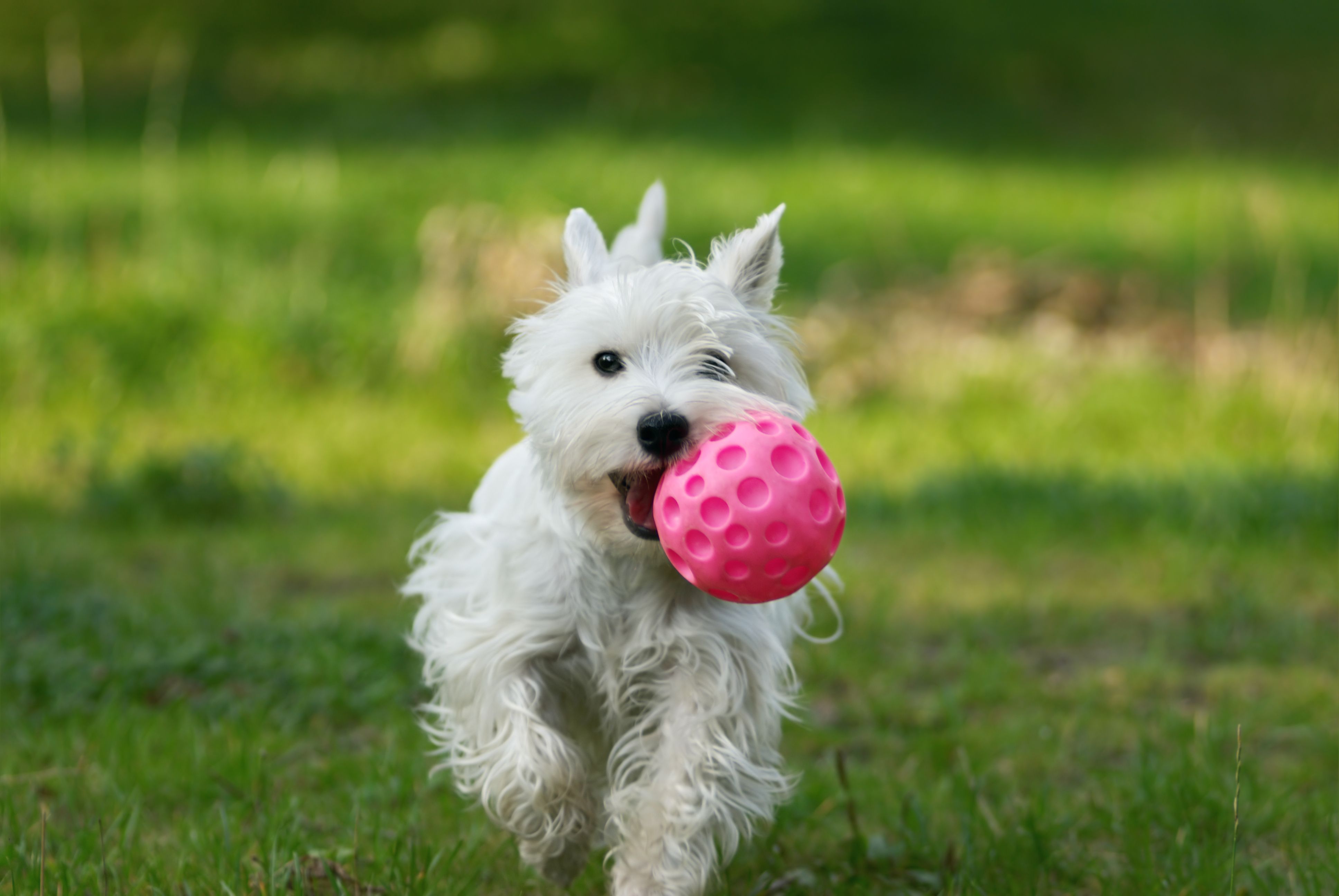 Distribución de productos para mascotas: Servicios de Distribuciones Garcilleja Distribución de productos para mascotas: Servicios de Distribuciones Garcilleja